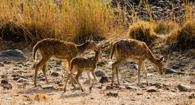 全球商标GO之印度 —— 印度商标申请简介
