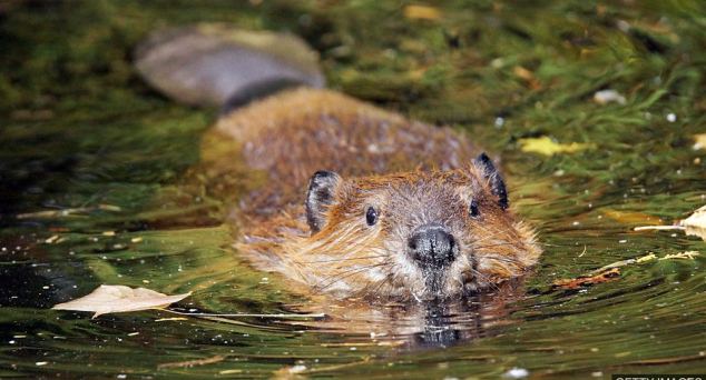 全球商标GO之加拿大 —— 加拿大商标申请简介