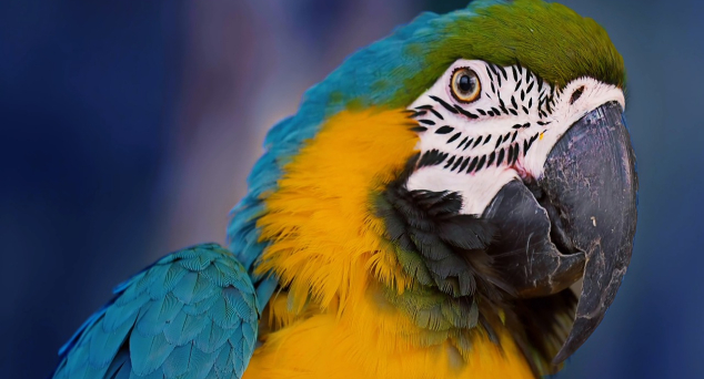 全球商标GO之巴西 —— 巴西商标申请简介